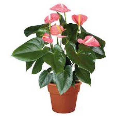 Anthurium Pink 